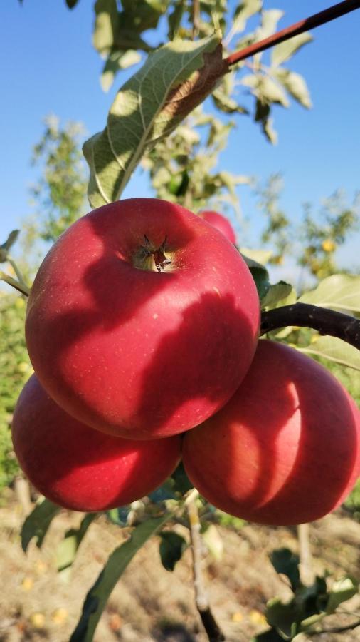 דרונרו Agriturismo Fior Di Campo מראה חיצוני תמונה