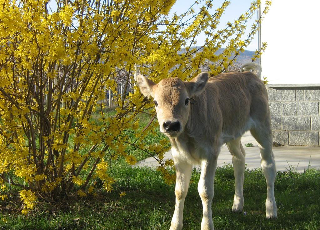 דרונרו Agriturismo Fior Di Campo מראה חיצוני תמונה