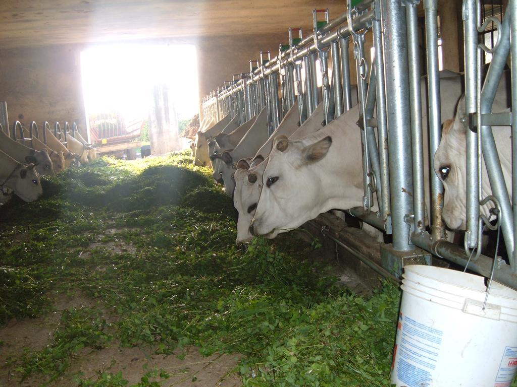 דרונרו Agriturismo Fior Di Campo מראה חיצוני תמונה