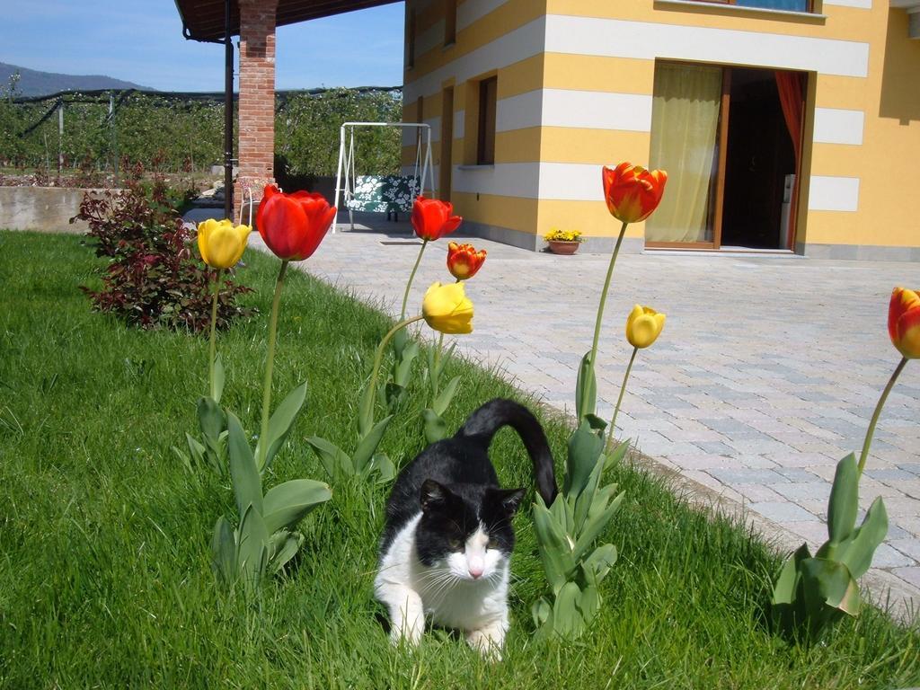 דרונרו Agriturismo Fior Di Campo מראה חיצוני תמונה